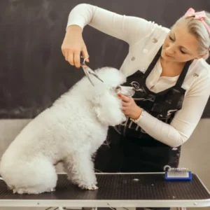 Dog Grooming Course