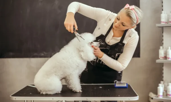 Dog Grooming Course