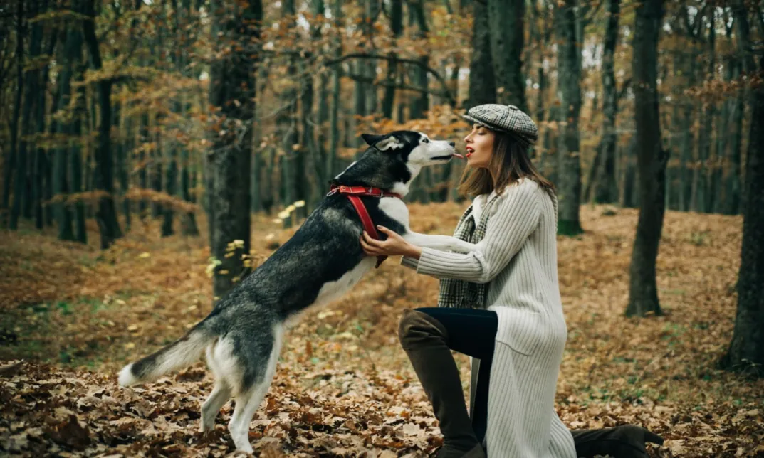 Entry Level 3 Award in Dog Training and Husbandry