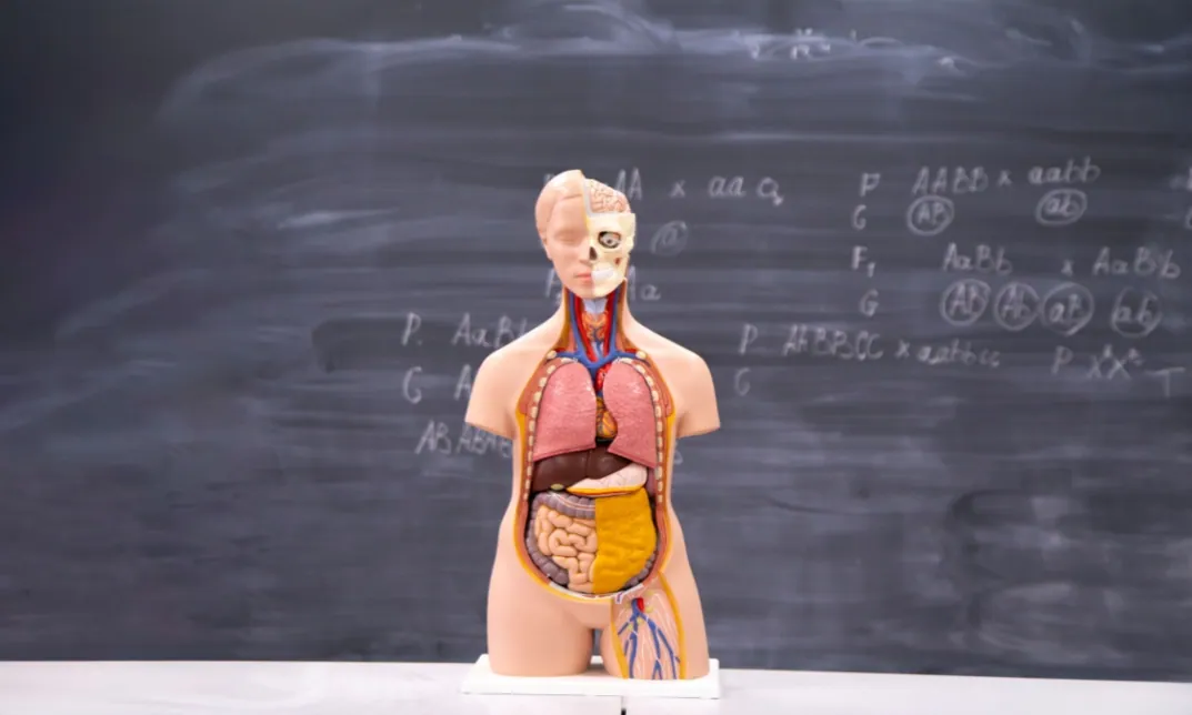 Anatomy and Physiology Course