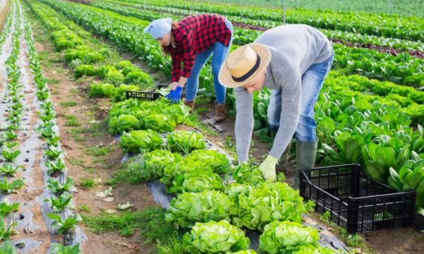 Horticultural Course