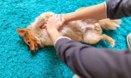 Dog First Aid Course
