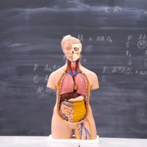 Anatomy and Physiology Course