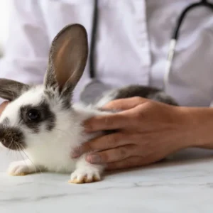 Rabbit Care and Training