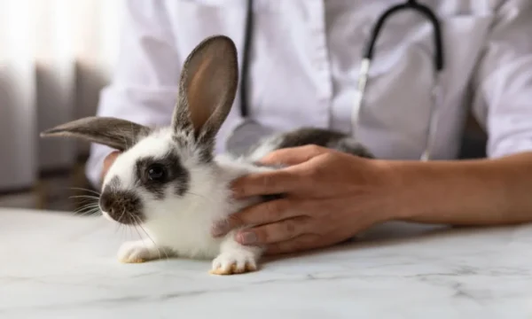 Rabbit Training