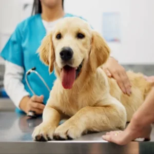 Dog Health Care