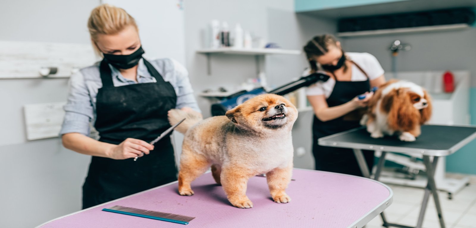 Advanced Dog Grooming Certifications