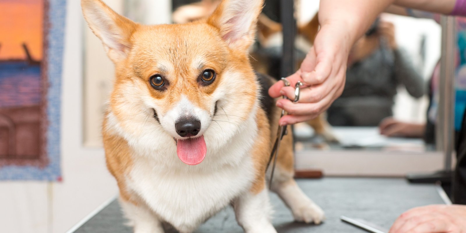 Dog Grooming Salon