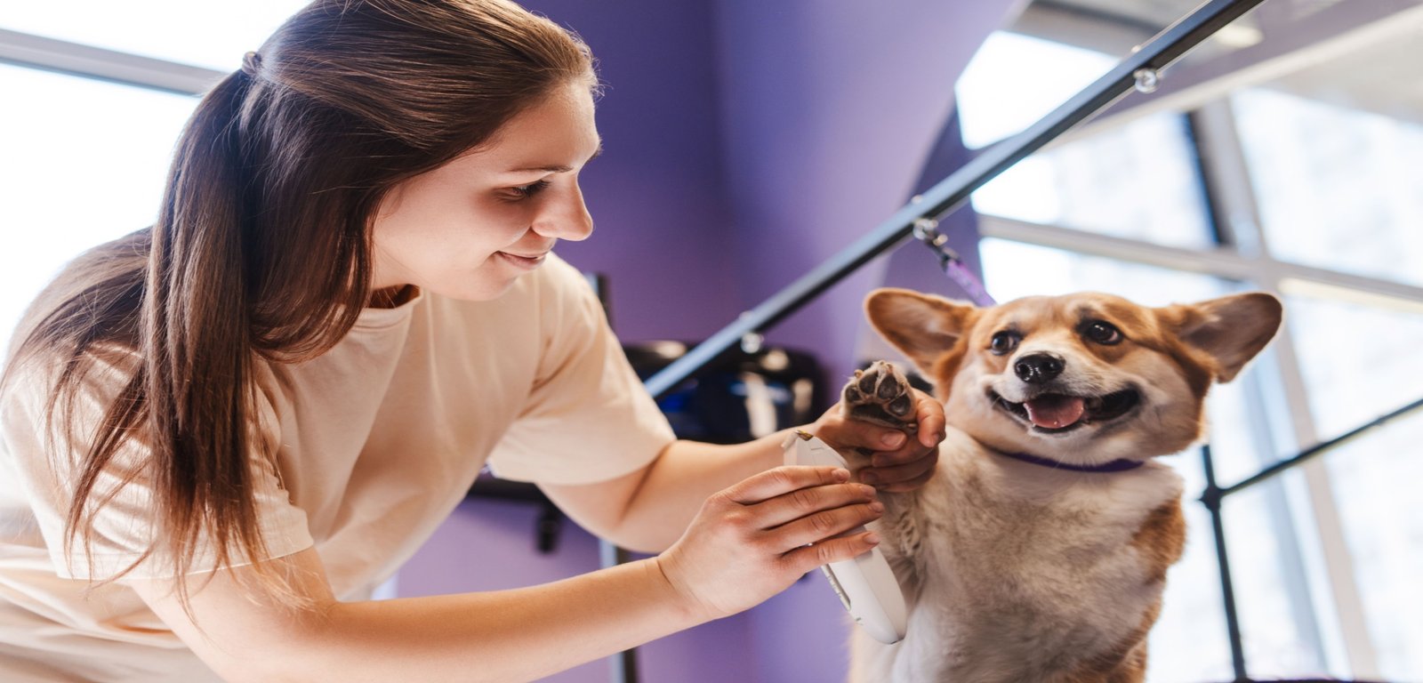 What Skills Do You Learn Through Dog Grooming Qualifications