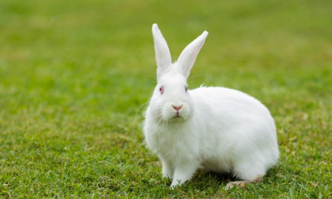 Can Bunnies Eat Bread