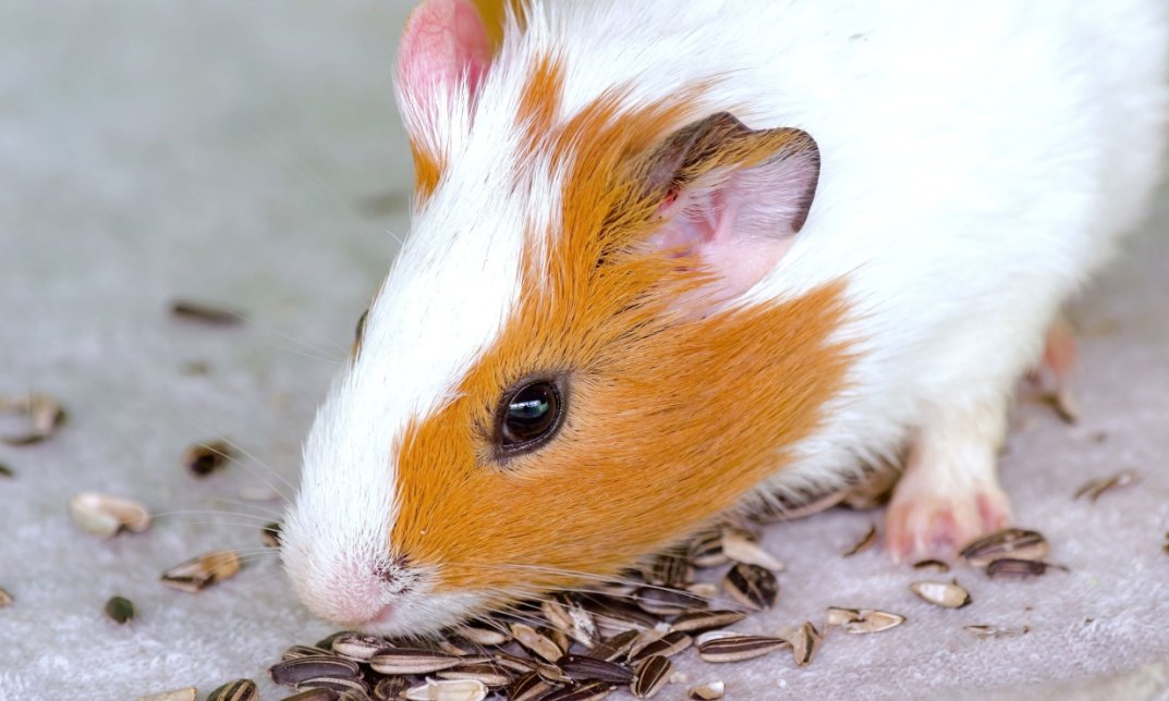 Can Guinea Pigs Blink