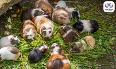 Do Guinea Pigs Blink