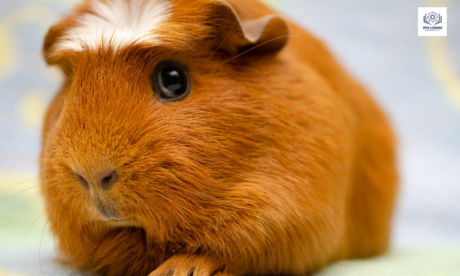 Guinea Pigs Blink